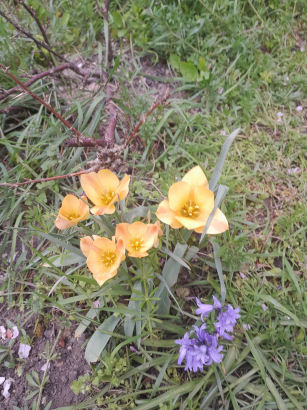 flowers